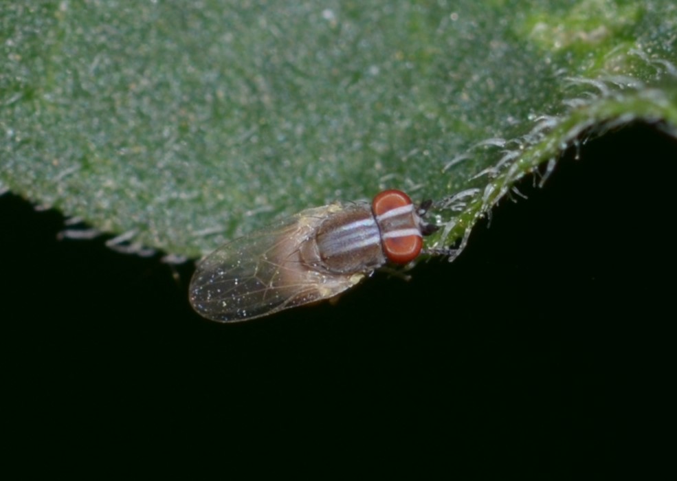 Chamaemyiidae? Sì, Leucopis sp.